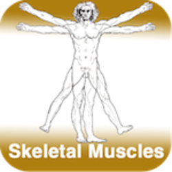 Anatomy - Skeletal Muscles
