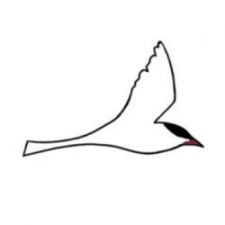 Arctic Tern: Meet Travelers