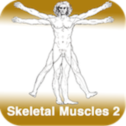 Anatomy - Skeletal Muscles 2